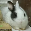 狼寶的魔物世界