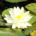 🌻☆○ Evy's Garden<3 ○☆🌻 Discord server icon