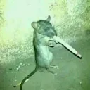 Rat Moment Pubic Server