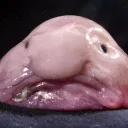 Grandcell's Blobfish Enthusiasts