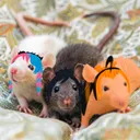 Rat Pack