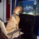 The Aquarium