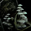 ∘₊✧ Amanita ✧₊∘