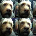 DOGGVERSE