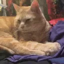 TickleChub