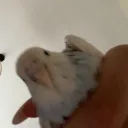 naci Discord Server Icon