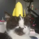sc0_tt