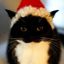 невероятный цирк