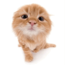 cat haven      | social + emotes Discord Server Icon