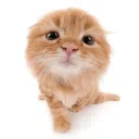 cat haven 👼🏻🐈 | social + emotes