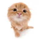 cat haven  | social + emotes Discord Server Icon