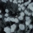flowergrad