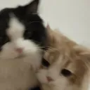 『azalea 🌺』's icon