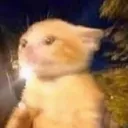 ♡☆OrangeCatStudios☆♡