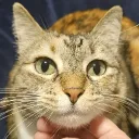 Kiki - Multilingual Server Ass... Discord Server Icon