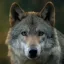 Черкашня 🐺