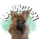 Kaninchen Beratung, Austausch & mehr!