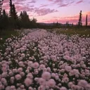 Starlight Fairy Fields Discord Server Icon