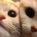 Catmosphere