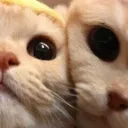 Catmosphere discord icon