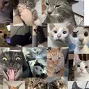 Cat gif central