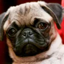 Pugstars