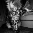 ilyambr / ᓚᘏᗢ Discord server icon