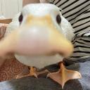 Feed The Duck