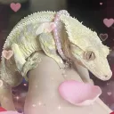 New Caledonian Geckos Discord Server Icon