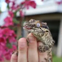 New Caledonian Geckos