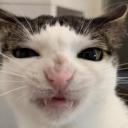 cats being cats avatar