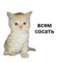 бес лучший кот на свете