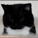 Silly Castle Discord Server Icon