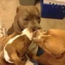 Chinese United Front Discord Server Icon