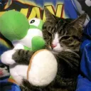 yoshi's cool server