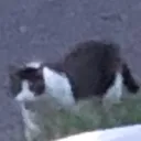 CatVR