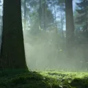  . ࣪ ׅ The Forest ' Discord Server Icon