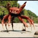 Krabby's Cove