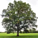 The Oak