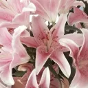 Sakura.exe ୨ৎ Discord Server Icon