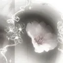 ₊˚ ྀི𓈒 𝘥𝘢𝘮𝘯𝘩𝘰𝘵𝘪𝘦 ♡ ⑅