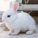 bunny tag Discord server icon