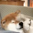 老爺寶聚集地