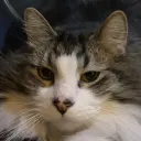 Leanna’s Barotrauma & Co.