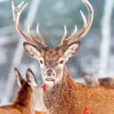The Hell Herd