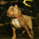 The Mob ~ blue ambr fan club ~ self promo ~ music Discord server icon