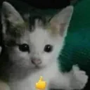 стравдей за ширмой