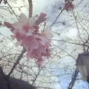 櫻落の鎮