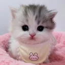 Kitten Cafe