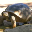 The Turtles